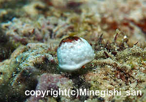 「ユキンコボウシガニ」　みねぎしさん撮影