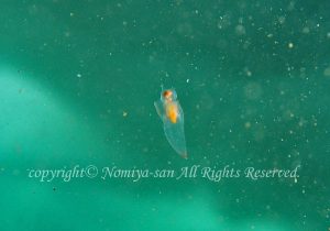 「クリオネ」のみやさん