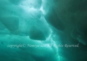 「流氷ダイビング」のみやさん