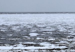 「流氷」のみやさん