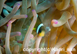 「クマノミ」　かおりさん撮影