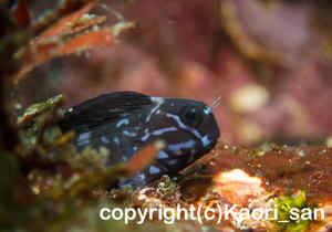 「ニラミギンポ」　かおりさん撮影