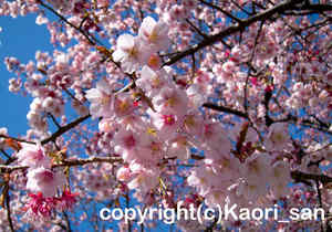 「河津桜」　かおりさん撮影
