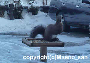 「エゾリス」　まえのさん撮影