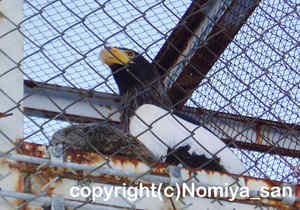 「オジロワジ」　のみやさん撮影