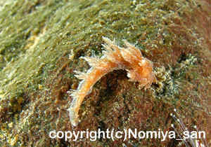 「スギノハウミウシの仲間」　のみやさん撮影