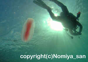 「ウリクラゲ」　のみやさん撮影