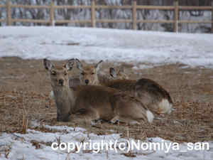 「エゾシカ」　のみやさん撮影