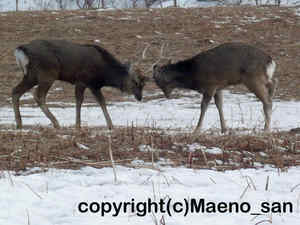 「エゾシカ」　まえのさん撮影