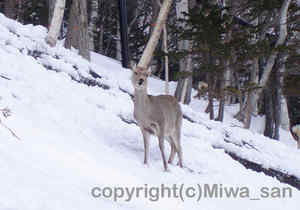 「エゾシカ」　みわさん撮影