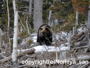 「ヒグマ」　のみやさん撮影