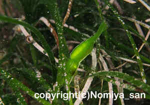 「ホッカイエビ」　のみやさん撮影