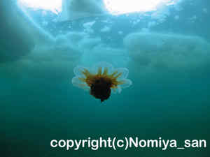 「キタユウレイクラゲ」　のみやさん撮影