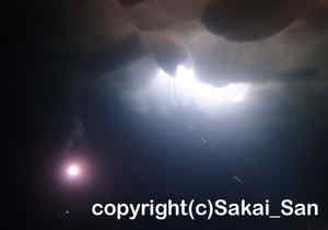 「流氷ダイビング」さかいさん撮影