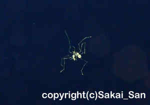 「シースパイダー」　さかいさん撮影