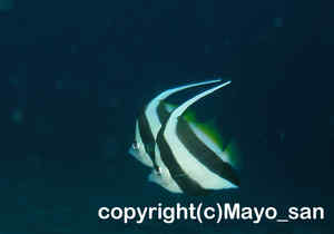 「ハタタテダイ」　まよさん撮影