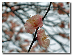 花鳥風月・・・って麻雀の役みたい