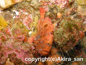 「ベニカエルアンコウ」　あきらさん撮影