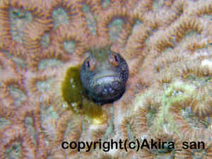 「コケギンポ」　あきらさん撮影