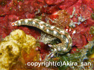 「ハナミドリガイ」　あきらさん撮影