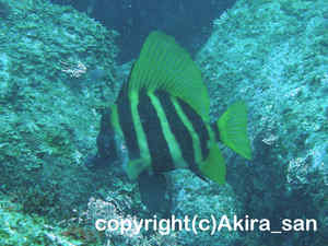 「テングダイ」　あきらさん撮影