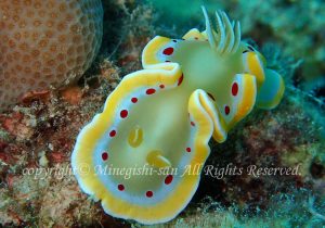 「アカテンイロウミウシ」　みねぎしさん