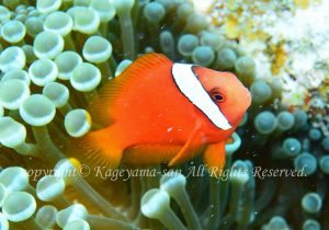 「ハマクマノミ」　かげやまさん