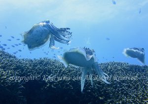 「コブシメ」　かげやまさん