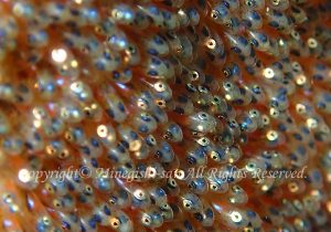 「クマノミの卵」　みねぎしさん