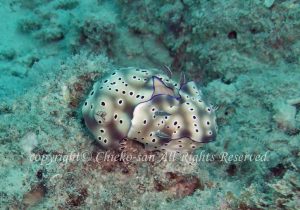 「マダライロウミウシ」　ちえこさん