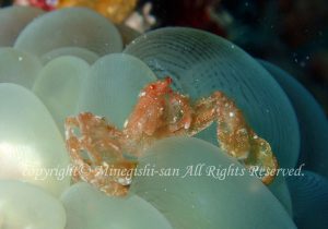 「ミナミクモガニ」　みねぎしさん