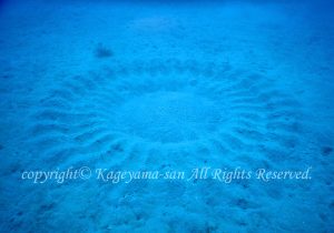 「ミステリーサークル」　かげやまさん