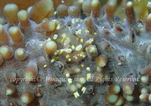 「イソギンチャクモドキカクレエビ」　みねぎしさん