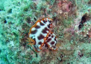 「サビウライロウミウシ」　ちえこさん