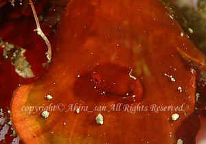 「ダンゴウオ」　たかはしさん撮影