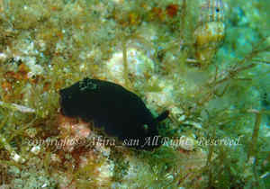 「クロシタナシウミウシ」　たかはしさん撮影