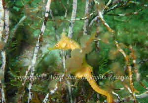 「タツノオトシゴ」　たかはしさん撮影