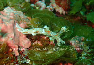 「ユビウミウシ」　たかはしさん撮影