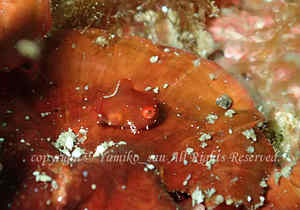 「ダンゴウオ」　ゆみこさん撮影