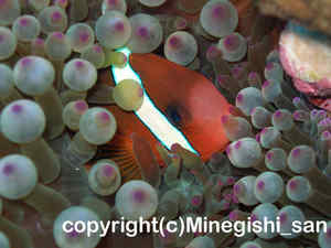 「ダスキーアネモネフィッシュ」　みねぎしさん撮影