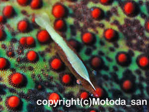 「ヒトデヤドリエビ」　もとださん撮影