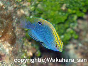 「クロメガネスズメダイ」　わかはらさん撮影