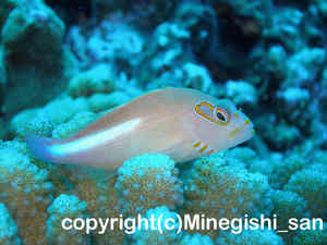 「メガネゴンベ」　みねぎしさん撮影