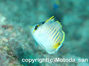 「シチセンチョウチョウオウ」　もとださん撮影