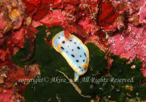 「シロウミウシ」　たかはしさん撮影