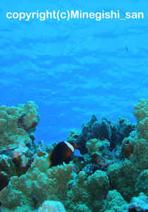 「ダスキーアネモネフィッシュ」　みねぎしさん撮影