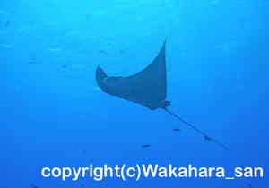 「マダラトビエイ」　わかはらさん撮影