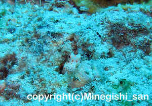 「モンツキカエルウオ」　みねぎしさん撮影