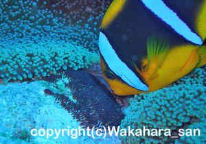 「オレンジフィンアネモネフィッシュ」　わかはらさん撮影