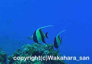 「ツノダシ」　わかはらさん撮影